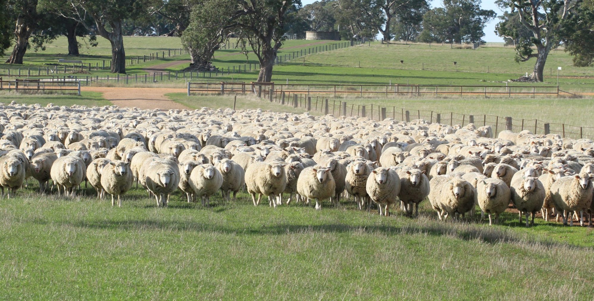 Yarram Park Ewes 2